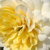 Żółty  - Róże rabatowe floribunda - Nadine Xella-Ricci